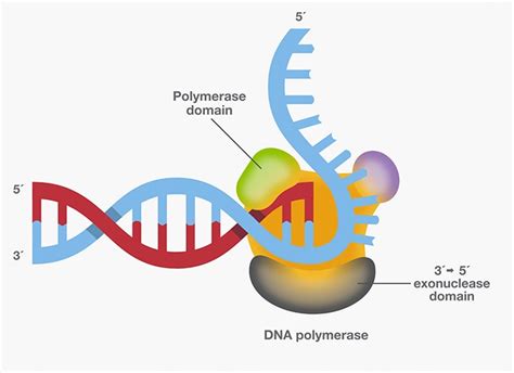 characteristics of dna polymerase.